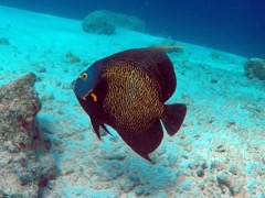 French Angelfish (12